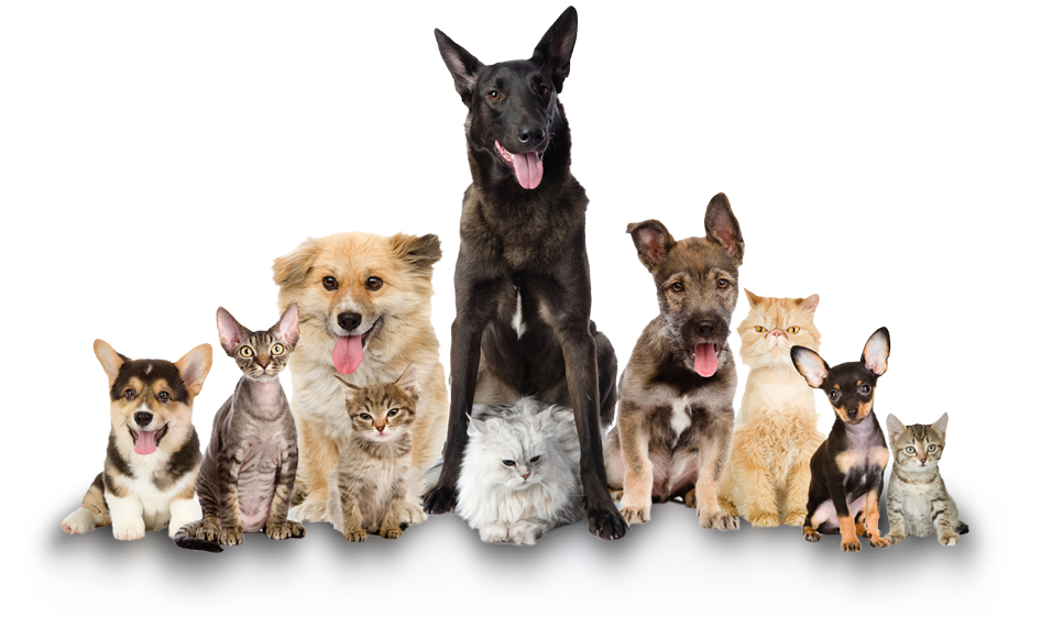 dog-cat-relationship-dog-cat-relationship-pet-sitting-veterinarian-dog-6e9df4bca8c9d9e66eb3af067aca0343